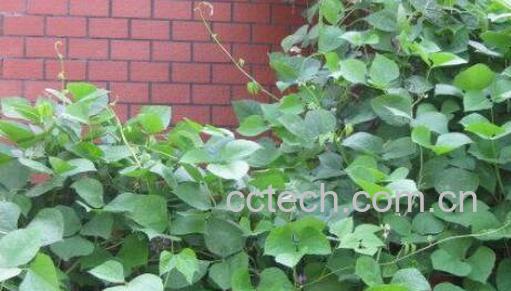 扁豆藤泡脚的功效与作用-1