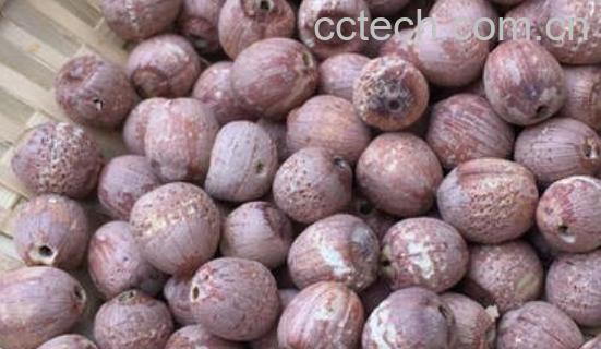 中药赤莲子的功效与作用-0