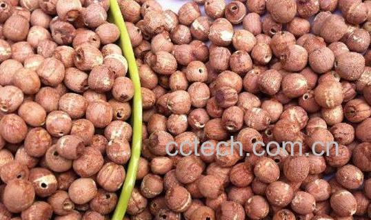 中药赤莲子的功效与作用-1