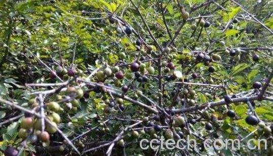 小叶鼠李的功效与作用 小叶鼠李的药用价值-0