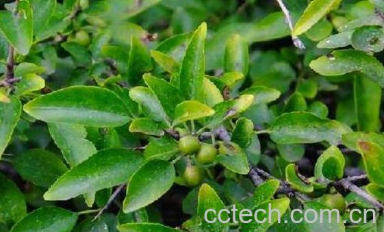 小叶鼠李的功效与作用 小叶鼠李的药用价值-1