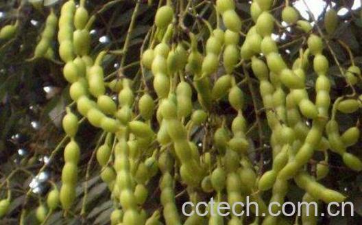 生槐角和熟槐角的区别 槐角的功效与作用-0