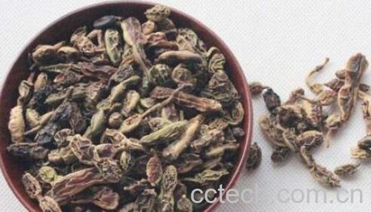 生槐角和熟槐角的区别 槐角的功效与作用-1