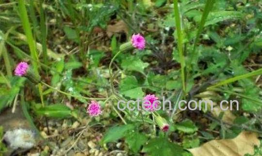 中药大白药的功效与作用-0