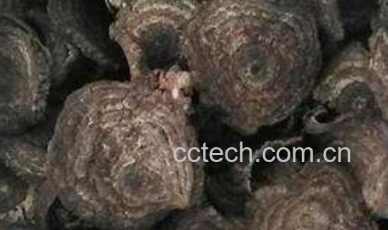 黑血藤和鸡血藤的区别-0