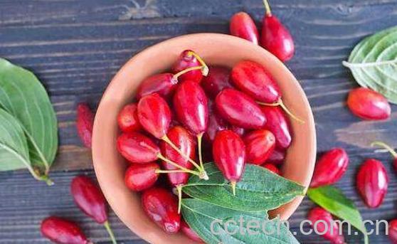 山茱萸的功效与作用 山茱萸的副作用及禁忌-0