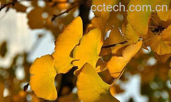 银杏叶片的功效与作用 银杏叶片的副作用有哪些-1