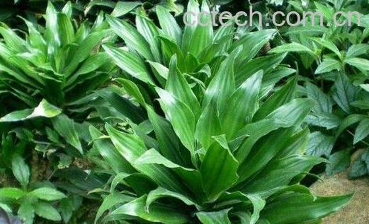 绿叶朱蕉的功效与作用-0