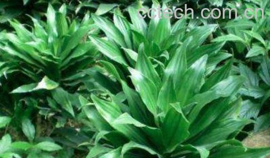 绿叶朱蕉的功效与作用-1