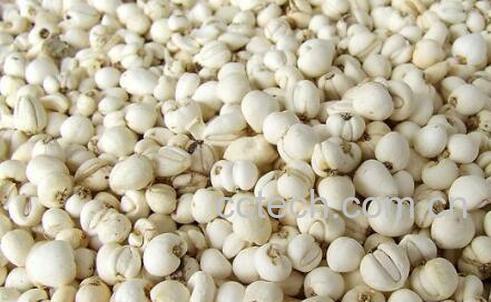 贝母散的功效与作用 贝母的功效与作用-0