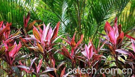 朱蕉的功效与作用-0