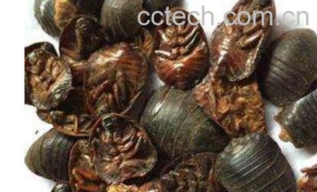 吃土鳖对人有什么好处 土鳖虫怎么吃效果最好-1