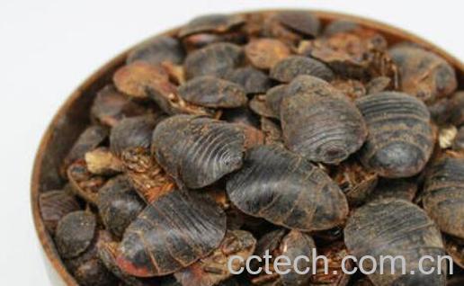 土鳖虫的功效与作用及禁忌-0