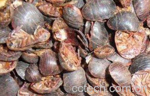 土鳖虫的功效与作用及禁忌-1