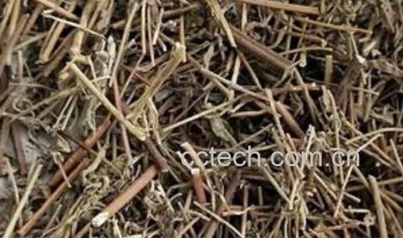 香薷的功效与作用 香薷的副作用-0