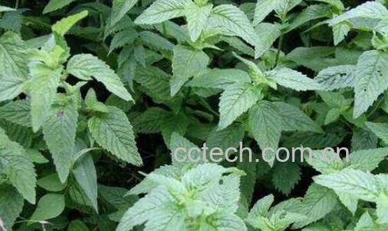 香薷的功效与作用 香薷的副作用-1