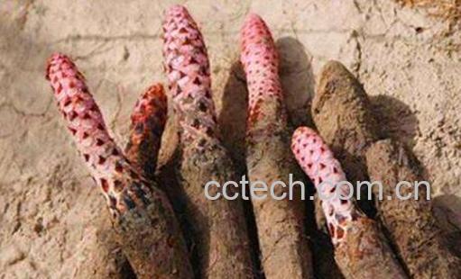 金锁阳和肉苁蓉的区别-1