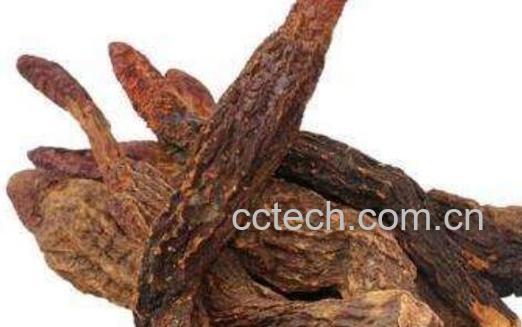 金锁阳和肉苁蓉的区别-0