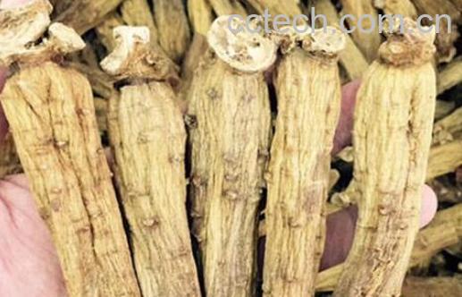 东洋参的功效与作用 东洋参的食用方法-1