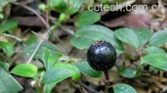 地的功效与作用 地的副作用-0