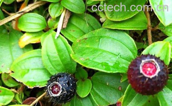 地的功效与作用 地的副作用-1