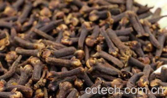 公丁香的功效与作用及食用方法-1