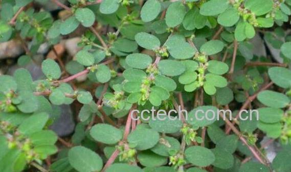 地锦草的功效与作用及常见用法-0