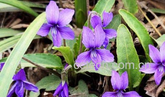 紫花地丁的功效与作用 紫花地丁怎么吃-1