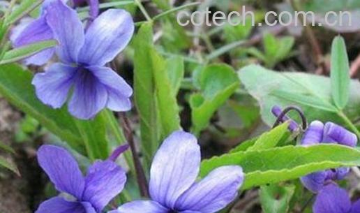 紫花地丁的功效与作用 紫花地丁怎么吃-0