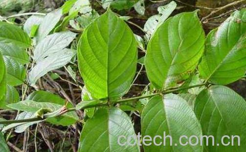 钩藤的功效与作用及副作用-0