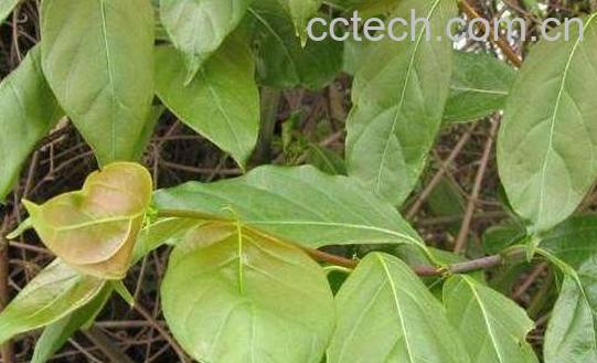 钩藤的功效与作用及副作用-1