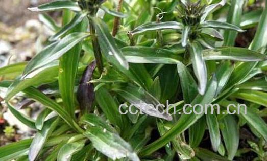 龙胆草的功效与作用及食用方法-0