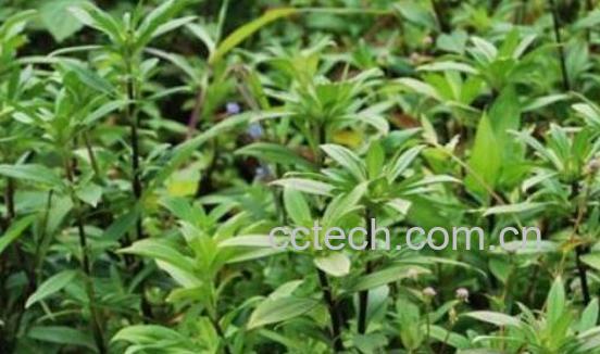 龙胆草的功效与作用及食用方法-1