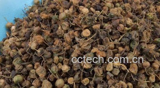 龙葵子的功效与作用 龙葵子的药用价值-0