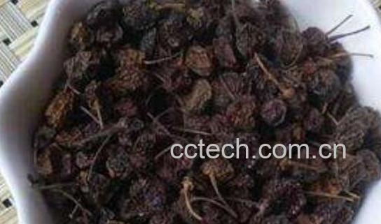 龙葵子的功效与作用 龙葵子的药用价值-1