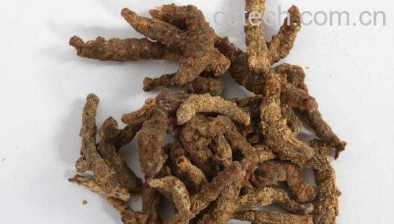 炙僵蚕与僵蚕的区别 炙僵蚕的用法-1