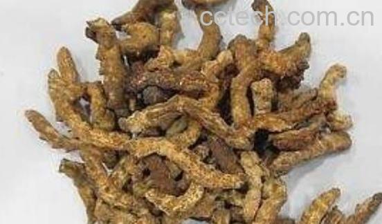 白僵蚕和炒僵蚕的区别 白僵蚕的功效-0