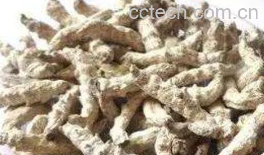 白僵蚕和炒僵蚕的区别 白僵蚕的功效-1