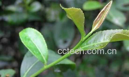 白莲草的作用与功效-0