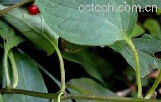 白莲草的作用与功效-1