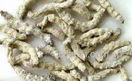 白僵蚕的美容功效 白僵蚕敷脸的禁忌-1