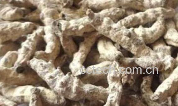 白僵蚕的美容功效 白僵蚕敷脸的禁忌-0