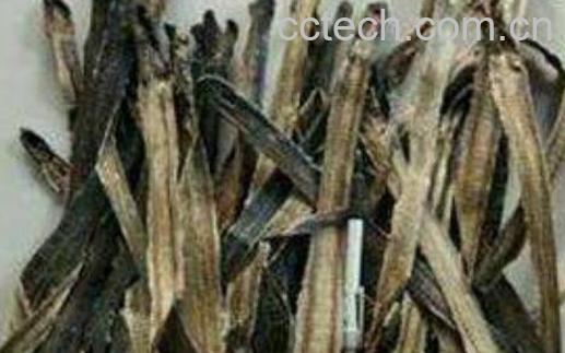 地龙药有什么功效与作用-1