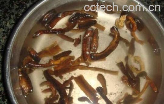 地龙汤的功效与作用-0