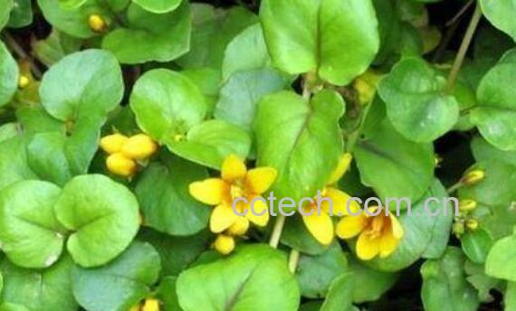 金钱草的功效与作用及禁忌-0
