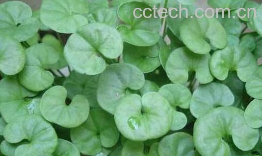 金钱草的功效与作用及禁忌-1