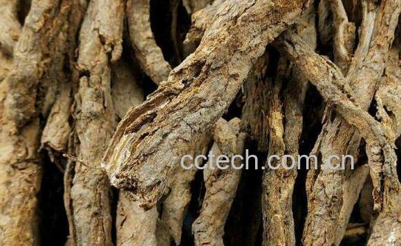 地骨皮的功效与作用及药用价值-1