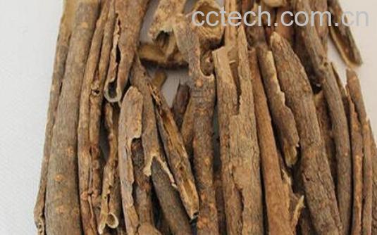 南五加与北五加的区别-0