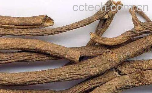 南五加与北五加的区别-1