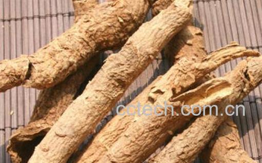 南五加皮的功效与作用 南五加皮的副作用-0